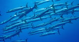 Satellites Show that Strictly Protected Marine Areas Exclude Industrial Fishing