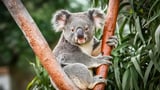 Koalas nearly went extinct before humans arrived, DNA study reveals