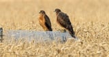 Conservationists ‘overjoyed’ at successful breeding by rare Montagu’s harriers