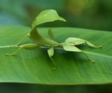 Stick and leaf insects have all evolved the same basic body parts