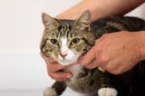Vet firm with 500 practices says UK operations disrupted by cyber attack