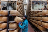 Melting point: Extreme heat threatens Italy's parmesan heartland
