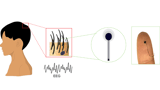 The future of brain activity monitoring may look like a strand of hair | Penn State University