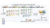 Simultaneous synthesis of all 21 types of tRNA in vitro