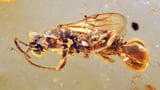 Bizarre creature preserved in 99 million-year-old amber was ‘beyond imagination,’ scientists say | CNN