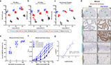 The nucleobase guanine at the 3’-terminus of oligonucleotide RGLS4326 drives off-target AMPAR inhibition and CNS toxicity