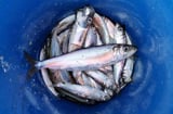 Baltic Herring Turn Predators: A Stunning Evolutionary Shift