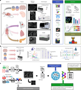 Benchmarking segmentation methods for spatial transcriptomics