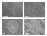 Shift Bioscience advances cellular regeneration research