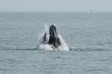 Whales spark joy in New York but face threats from boat traffic