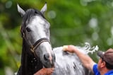 Great White is fine after flipping and being a late Kentucky Derby scratch | AP News
