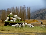 Envisioning a Pro-Animal Foreign Policy