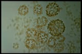 Ancient algal blooms in the Southern Ocean played a vital role in reducing atmospheric carbon dioxide at the