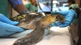 Global warming fills New England's rich waters with death traps for endangered sea turtles