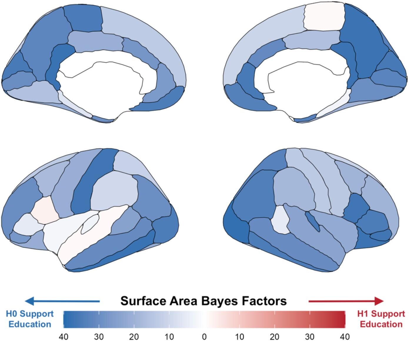 An extra year of education does not protect against brain aging