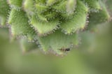 Darwin proved right about gnat-trapping carnivorous plant