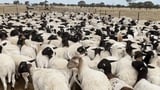 Queensland sheep theft: 5,500 dorper ewes, rams worth $1.7 million stolen from property near Blackall
