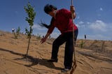 China fights spread of deserts with 'straw checkerboards' | AP News