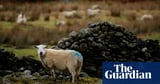 World’s first case of bird flu in sheep detected in England