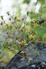Mountain flower from China joins the world's carnivorous plant club
