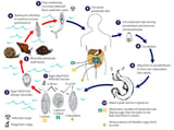 Tracking vampire worms with machine learning