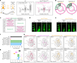 Gain-of-function suppressors restore microtubule dynamics and rescue dominant-negative tubulinopathies