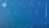 A dad’s diet affects his sperm — and his sons’ health