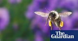 Bumblebee species able to survive underwater for up to a week
