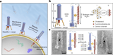 A programmable DNA origami nanosyringe for directed membrane translocation