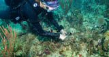 Scientists transplant crossbred Caribbean corals to help save Miami's reefs from climate change
