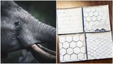 Elephant skin, cement and water: Recipe to make buildings stay cool