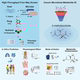 Microbial allies: Bacteria help fight against cancer