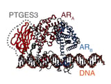 CRISPR screen identifies new regulator of androgen receptor in prostate cancer