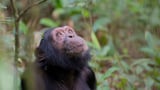 Chimpanzees give youngsters the tools to learn tricky techniques - Science news
