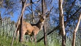 ‘Offensive’: Farmers and green groups lash Allan government over deer