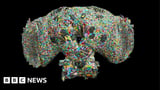 How a fly brain may help explain the secrets of human behaviour