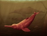 Ancient giant dolphin discovered in the Amazon