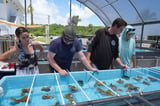 Florida researchers bring endangered elkhorn coral ashore to protect them