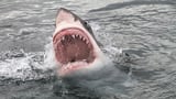 House sends Lulu's Law to president's desk, paving the way for shark attack alerts on phones