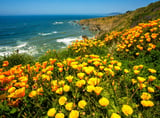 California’s native wildflowers can be restored by raking dead grass