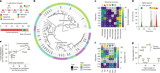 Synergistic degradation of fucoidans in the ocean