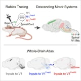 Brain map clarifies neuronal connectivity behind motor function