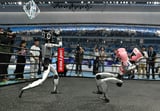 World's first humanoid robot games begin in China