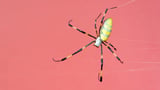 We Might Have Been Wrong About Where Spiders Came From