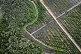 EU proposes new delay to anti-deforestation rules