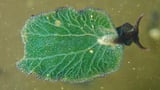 A rare photosynthesizing sea slug has been found off N.S. Here's why scientists are excited