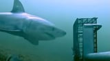 Watch RI researchers record great white shark via underwater camera for the first time