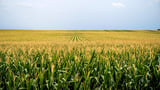 Climate change leads to spread of infection-causing fungi, scientists say