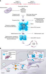 Interim analyses of a first-in-human phase 1/2 mRNA trial for propionic acidaemia