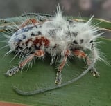 Chance sighting reveals new species of fluffy beetle